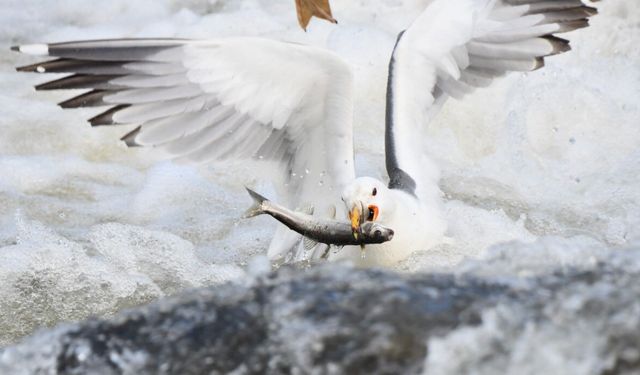 Martıların inci kefali balık avı
