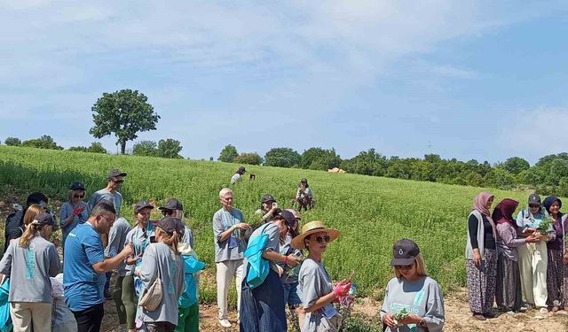Ruslar, Gözler’de kekik hasadı yaptı