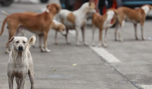 Belçika'da vakıf kültürü ve kamu gücü iş birliği başıboş köpek varlığını engelliyor