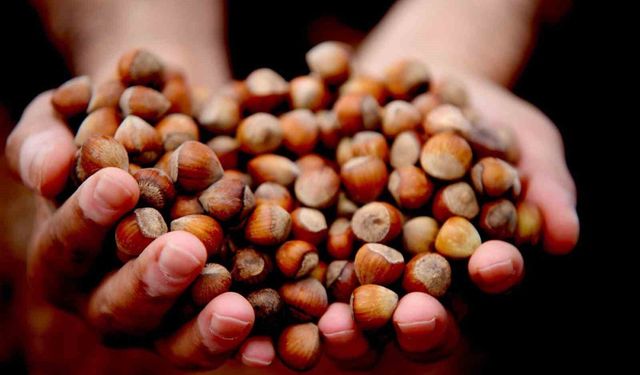 Düzce’den AB ülkelerine 5 bin 973 ton fındık ihraç edildi