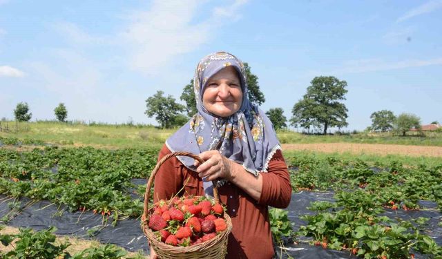 Hobi olarak 2 dönümde başladı, üretimi şimdi 42 dönüme çıktı