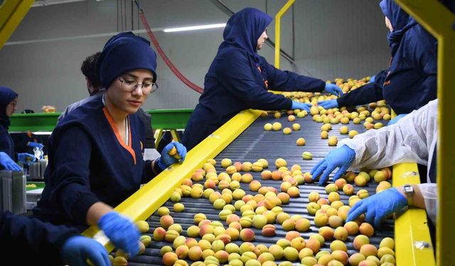 Malatya’da yaş kayısı ihracatı başladı