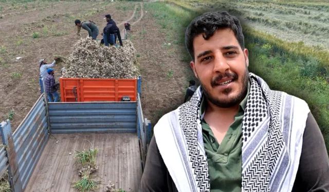 Sevdiğiyle evlenmek için tarlada başlık parasına çalışıyor