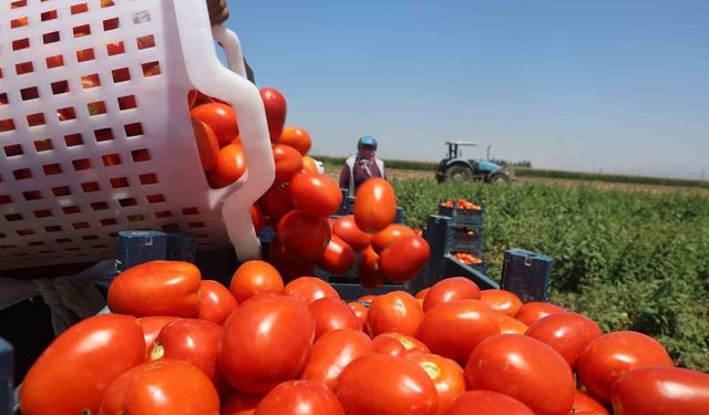 Zorlu mesaiyle kavurucu sıcaklıkta hasadı yapılan domates tarlada 15 TL’den alıcı buluyor