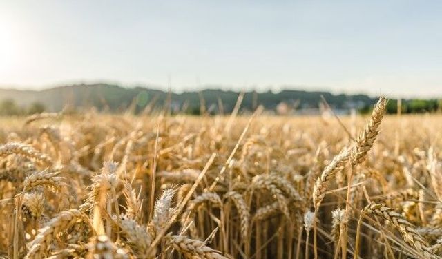 TÜRİB'de tarım ürünleri fiyatlarında haftalık yükseliş öne çıktı