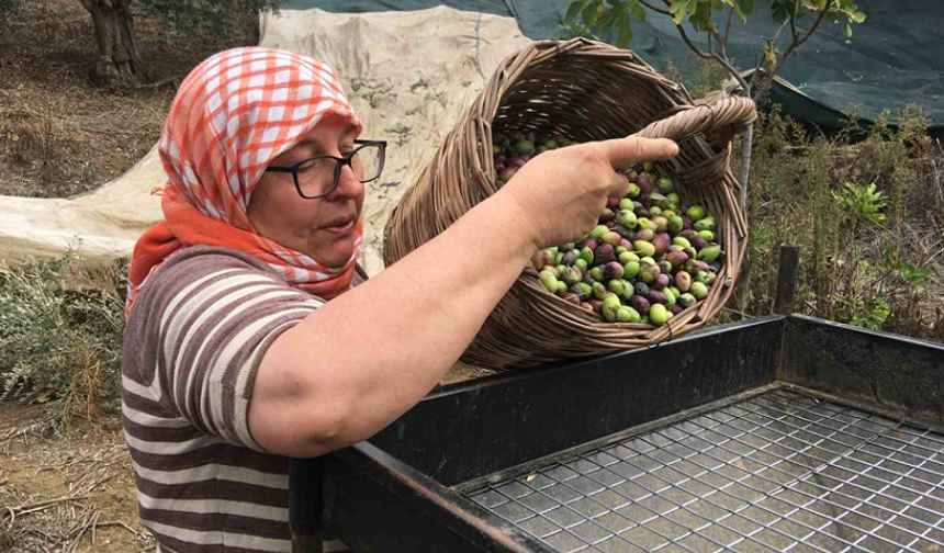 Günlük 3 bin liraya çalışacak zeytin işçisi bulunamıyor