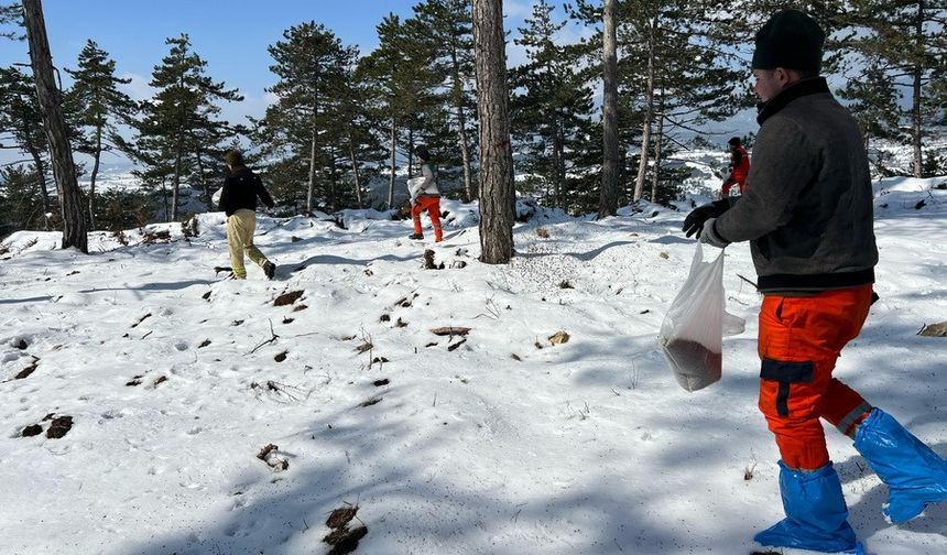 Bolu’nun ormanlarına tohum takviyesi