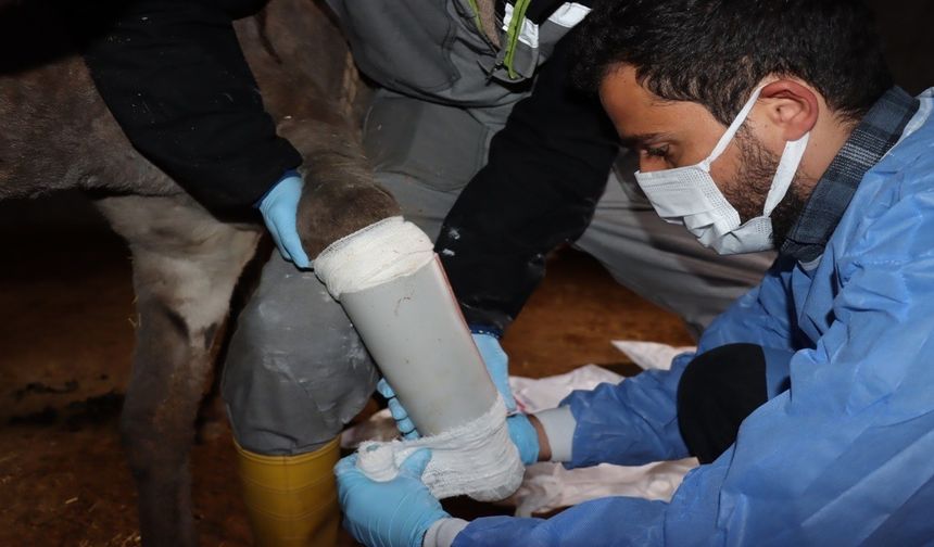 Midyat’ta ayağı kırılan eşeğe protez takıldı