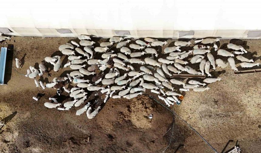 Şehir hayatına 5 ay dayanabildi: Köyüne geri dönüp hayvancılığa yeniden başladı