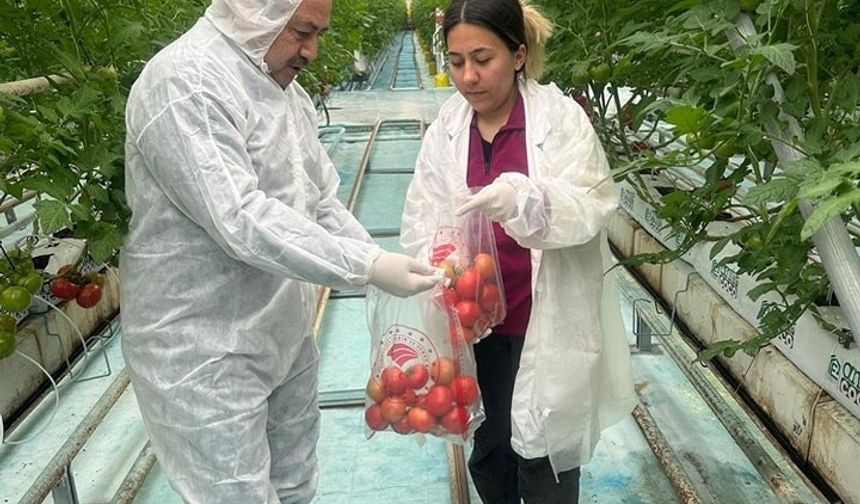 Afyonkarahisar’da Hasat Öncesi Pestisit Denetimleri devam ediyor