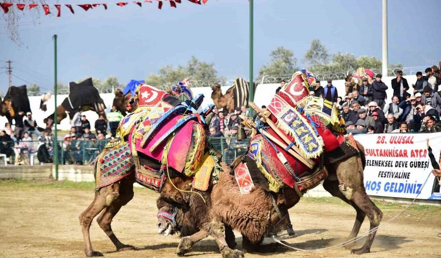 Atça’daki sezonun son deve güreşine yoğun ilgi