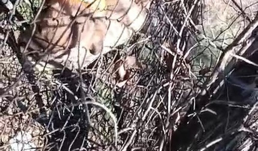 Elazığ’da tellere sıkışan yavru köpeği vatandaş kurtardı
