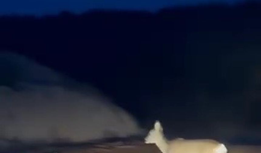 Köy yolundaki karaca kamerada