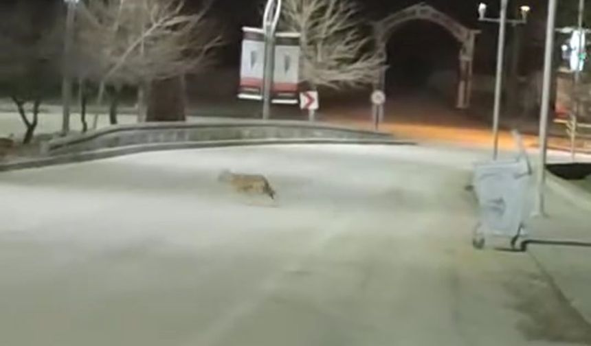 Kurt sürüsü Harput’ta görüntülendi