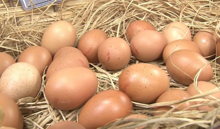 Tavuk yumurtası üretimi yıllık yüzde 10,8 azaldı