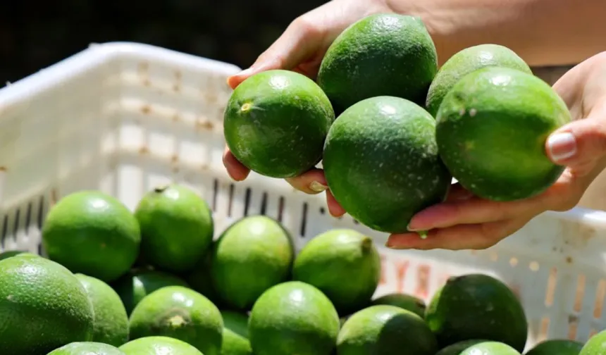 Limonda stokçuların oyunu ortaya çıktı