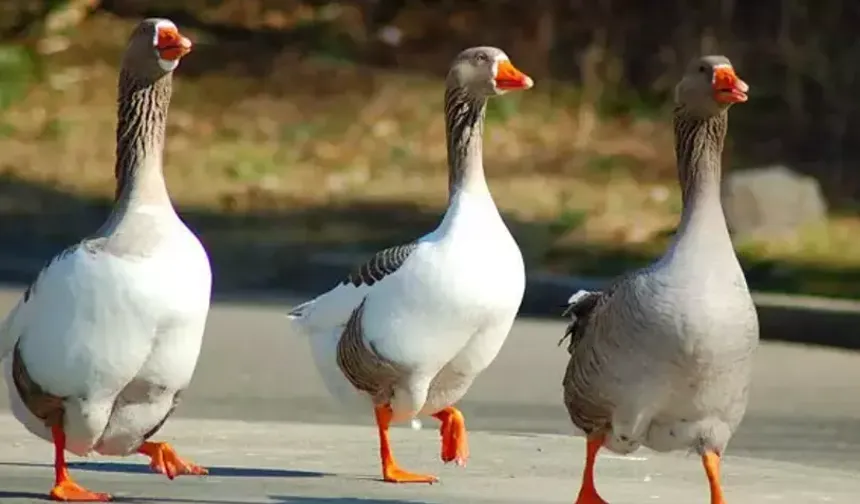 Kars’ta kaz, gram altınla yarışıyor