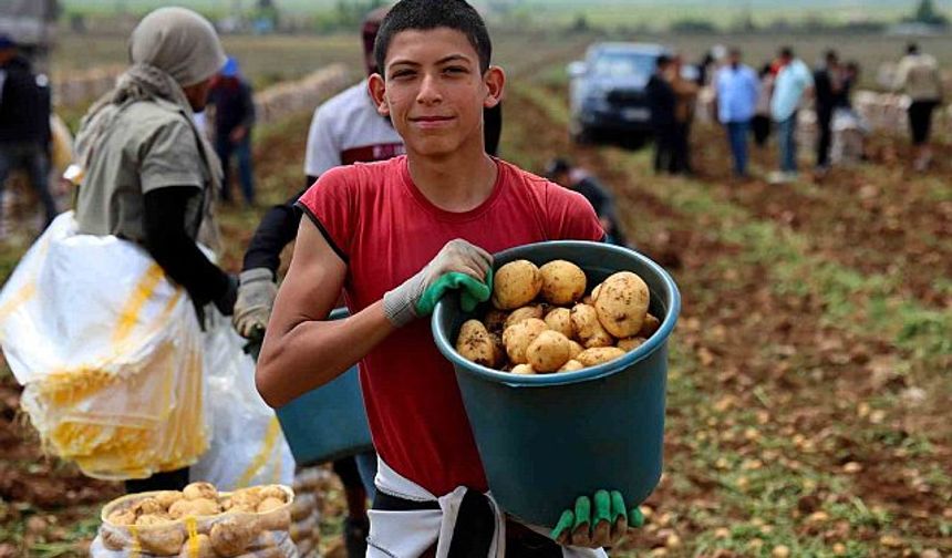 Adana’da Patates Hasadı Başladı: Don Vurdu, Verim Düştü, Fiyatlar Arttı