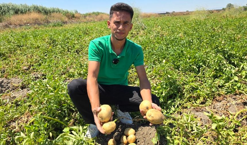 Amasya’da genç çiftçi, 8 ton patatesi halka ücretsiz dağıttı