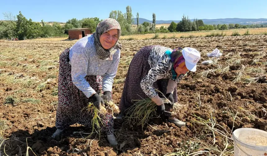 Fiyatı boy boy değişiyor! 1200TL yevmiye ile çalışıyorlar