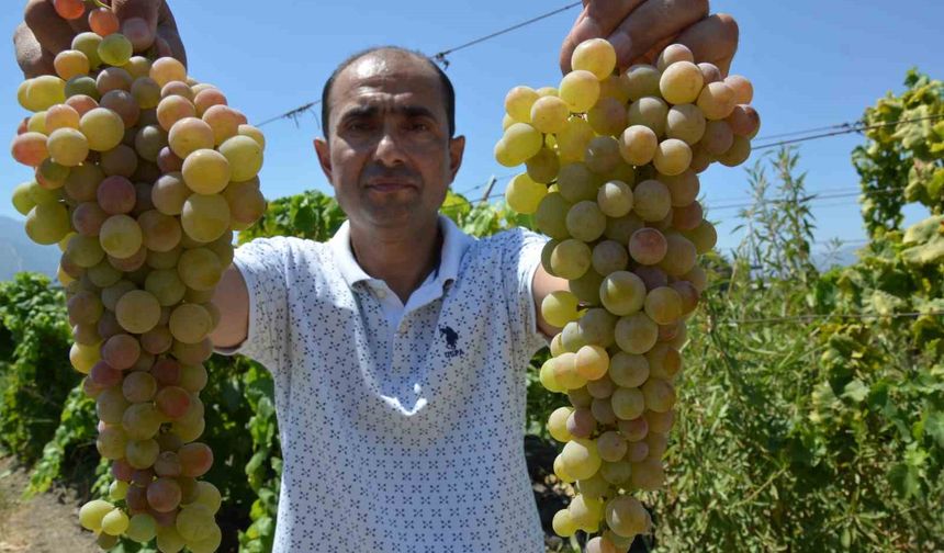 Manisa’da ’çilek üzümü’ hasadı başladı
