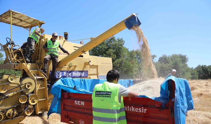 Siyez buğdayında hasat bereketi