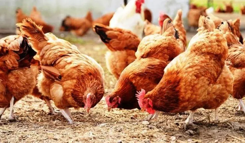 30 tavukla başladığı işletmesinde bin 700 tavuğa ulaştı