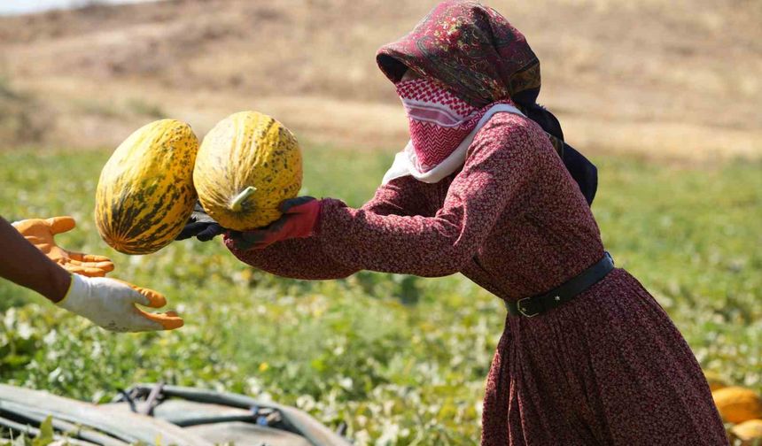 40 derece sıcaklıkta kavun hasadı başladı: Yüksek verim, üreticinin yüzünü güldürdü