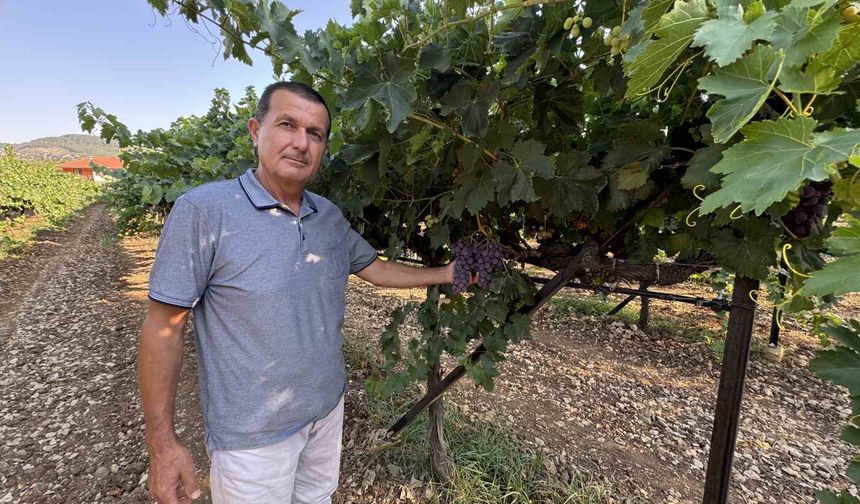 Antalya’da üzümde bu yıl yüzde 25 rekolte bekleniyor