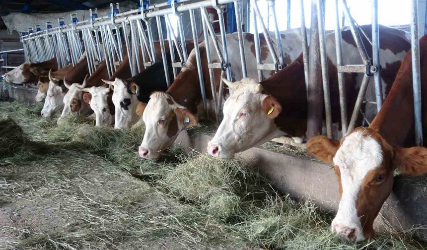 Ardahan’da şap korkusu