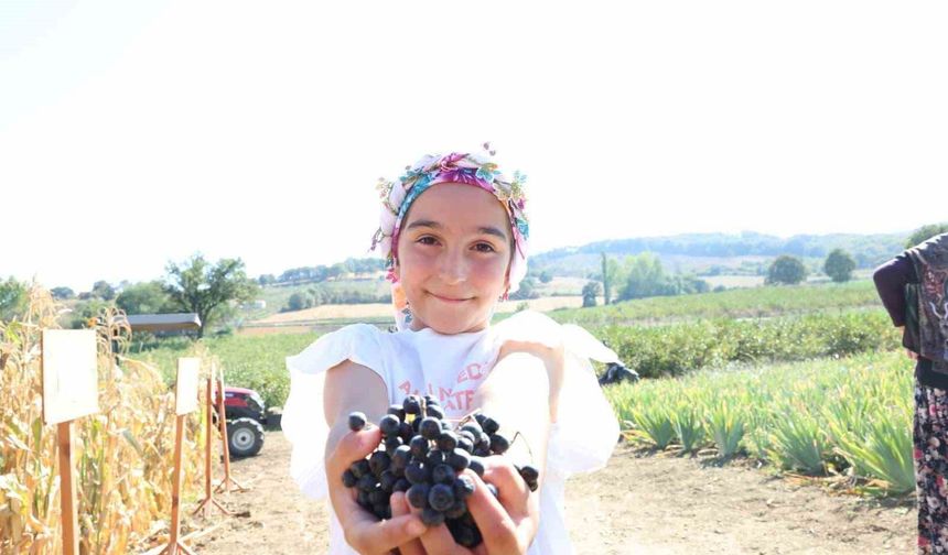 Aronya yetiştiriciliğinde Türkiye 3’üncüsü olan Çanakkale’de ilk hasat gerçekleştirildi