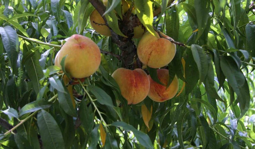 Çarşamba şeftalisinde hasat zamanı