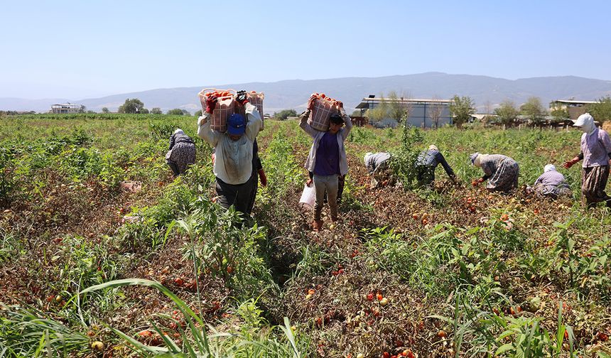 Domates işçileri çöl sıcaklarında saati 250 TL’ye ter döküyor