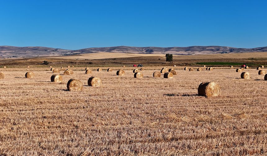 Görüntüsüyle kartpostalları andırıyor, 7 bin dekar alanda çalışmalar sürüyor