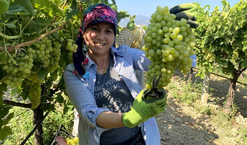 Manisa’nın dünyaca ünlü çekirdeksiz sofralık Sultaniye üzümünde hasat başladı