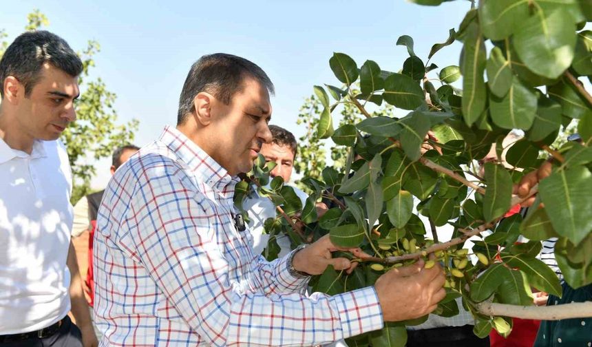 Şanlıurfa’da boz fıstık hasadı başladı