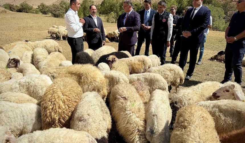 Vali Balcı: "Çiftçilerimize 240 bin koyun verdik"