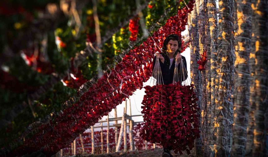 Gaziantep sebze kurutmalıkları küresel lezzet haline geldi