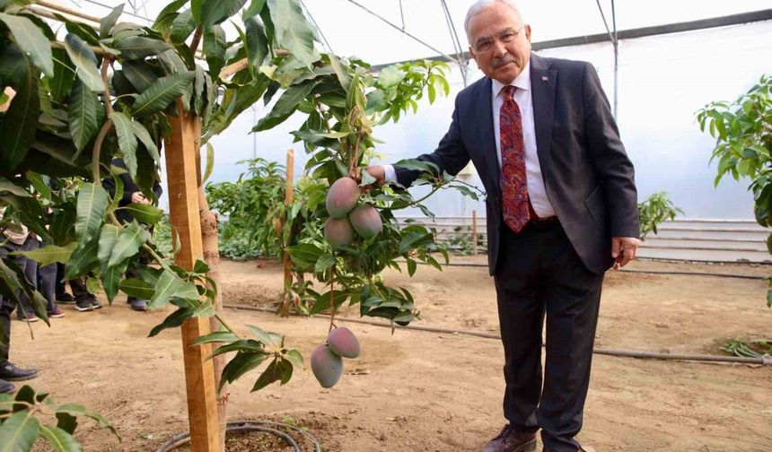 Tropik bitkilerden sebzeye: Öğrenciler seralarda deneyim kazanıyor