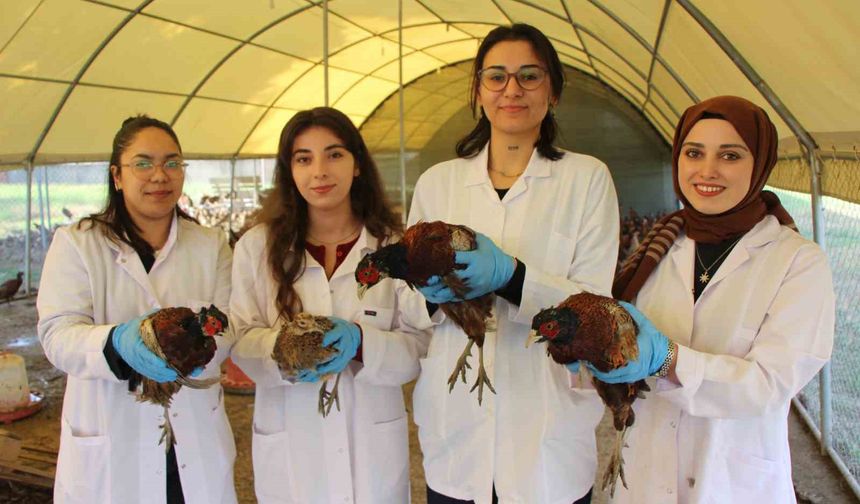 Amasya’da üniversiteliler çok sağlıklı sülün yetiştiriyor