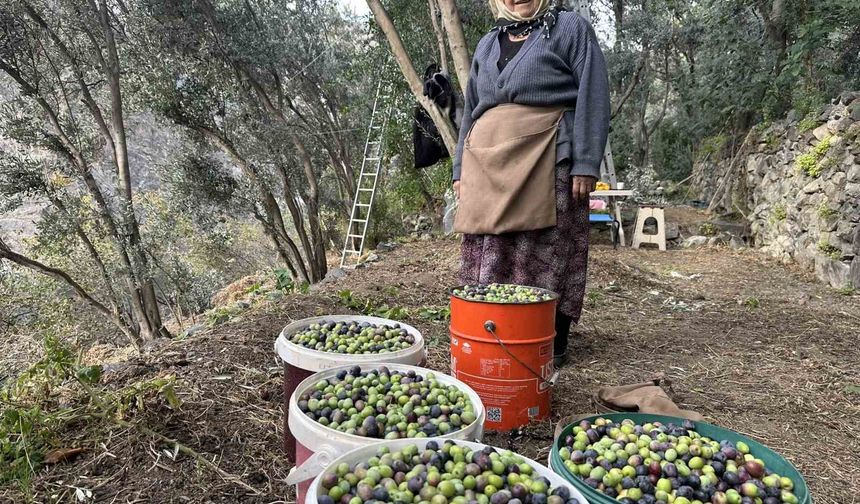 Artvin’de Butko Zeytininin hasadı devam ediyor
