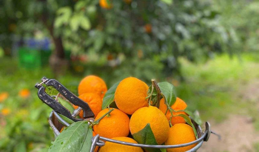 Havran Mandalinası’nda hasat vakti