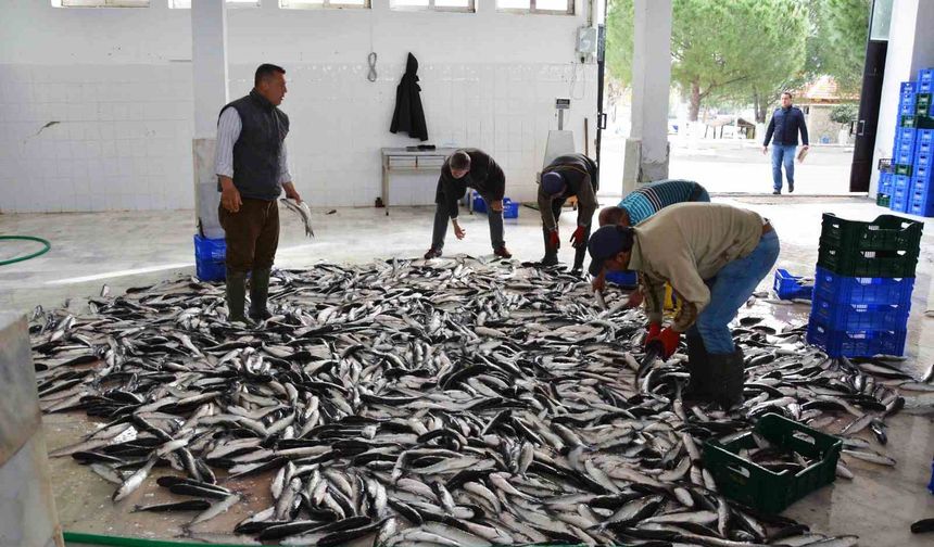 Muğla’dan 10 ayda 618 milyon dolar balık ihracatı