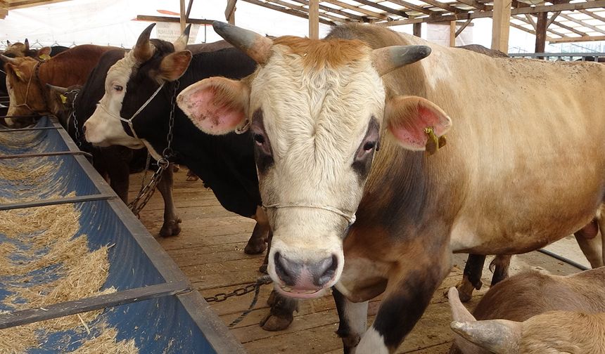 Uzmanından ’Deli dana’ uyarısı