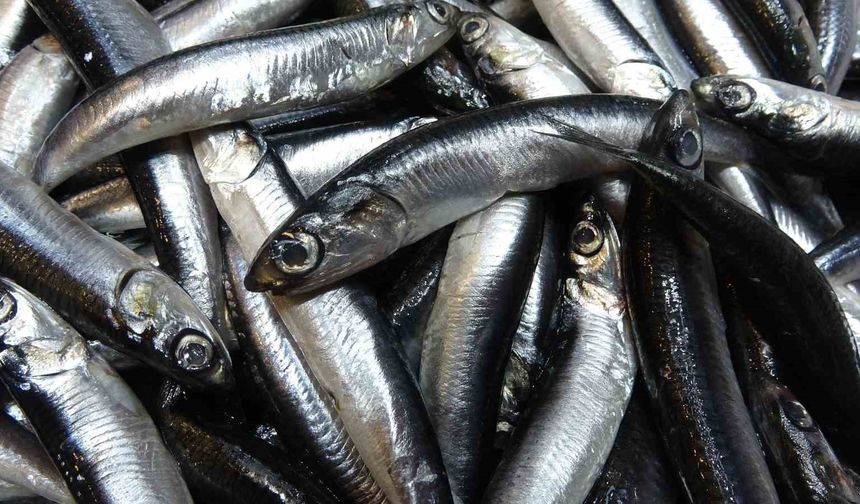 Karadeniz’de hamsi bolluğu sürüyor, mezgit ise birkaç gündür görünmüyor