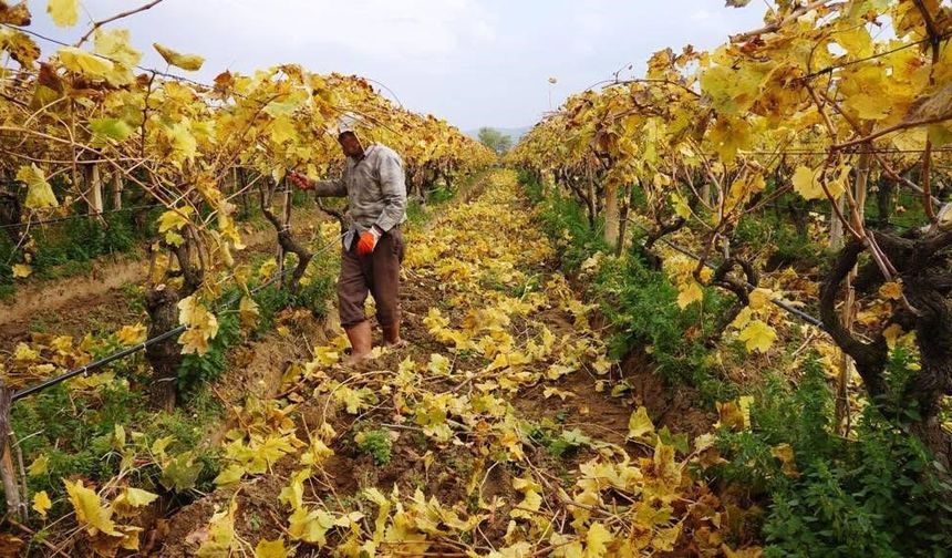 Kartpostallık görüntüler eşliğinde Sarıgöl’de budama çalışmaları sürüyor