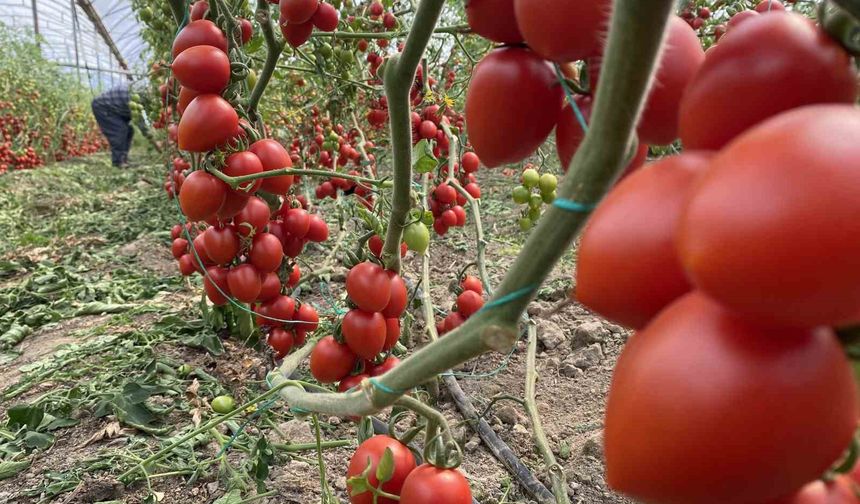 Kasım ayında domates ve sebze fiyat endeksinde büyük düşüş
