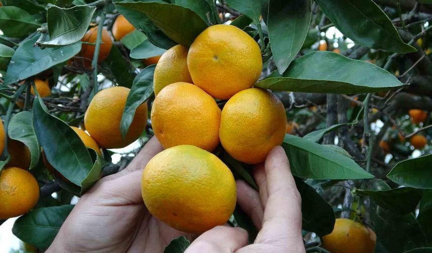 Ordu’da narenciye hasadı başladı