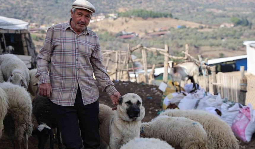 Şap karantinası meraları boşalttı