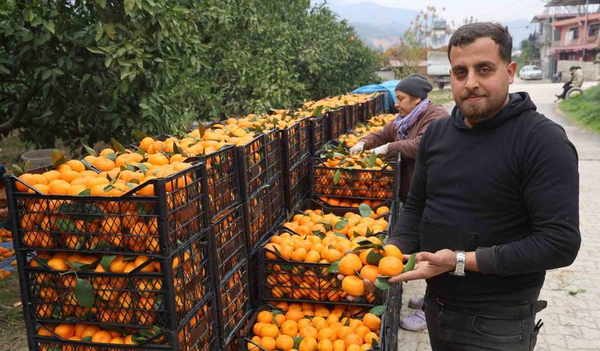 Tarla fiyatı 2 TL’ye kadar gerileyen mandalina üreticilerinden market fiyatlarına tepki